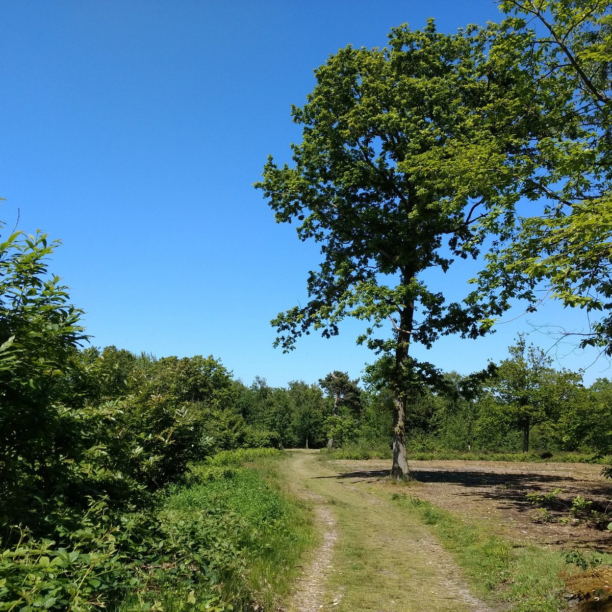 Image for Farningham Woods